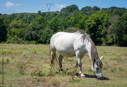Cavallo bianco al pascolo © Francesco
