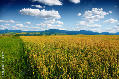 Wheat field against a blue sky