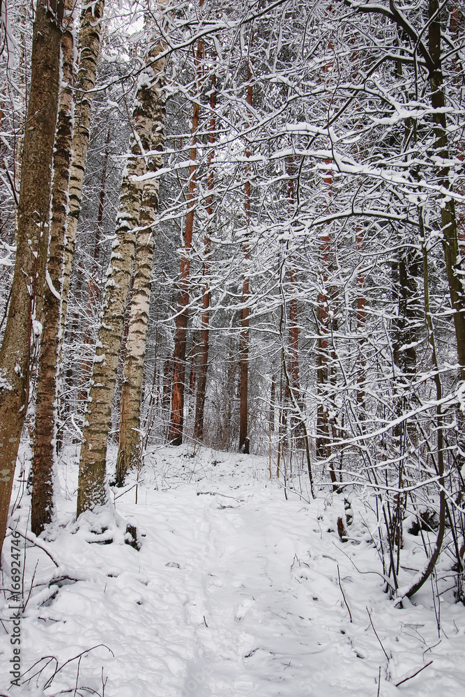 Fototapeta premium winter forest covered snow