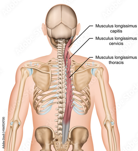 Anatomie Musculus longissimus photo