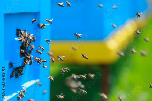 Honey bees swarm in the hive. The conceptual theme is food production and agricultural production.