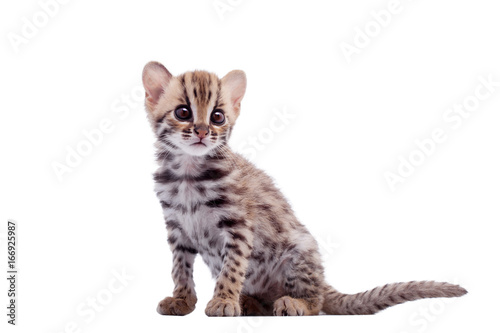 Fototapeta Naklejka Na Ścianę i Meble -  The asian leopard cat on white