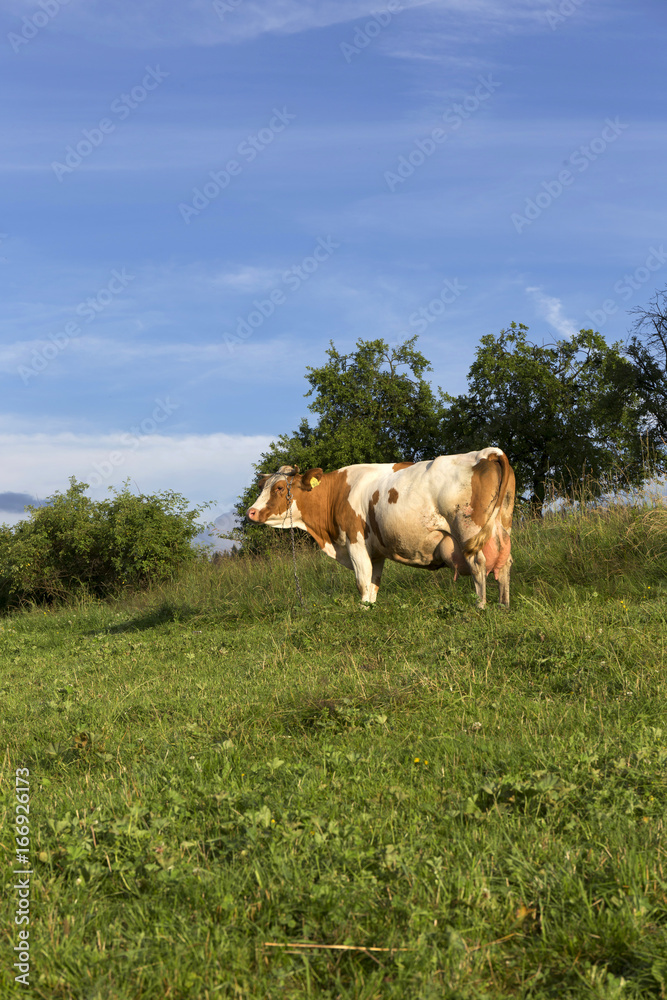 Cow in clear Countryside from Beskydy, the beautiful Mountains in north east Bohemia, Czech Republic