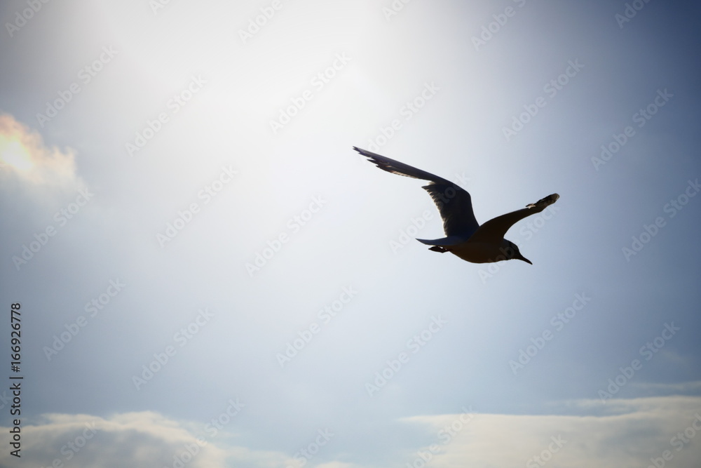Fototapeta premium Mouette