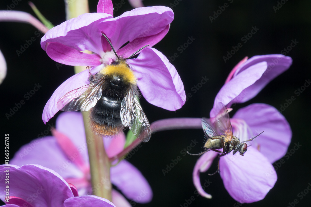 Fireweed, bumblebee and flyby fly