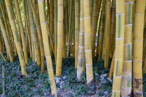 Fototapeta Naklejka Na Ścianę i Meble -  Bambous jaunes