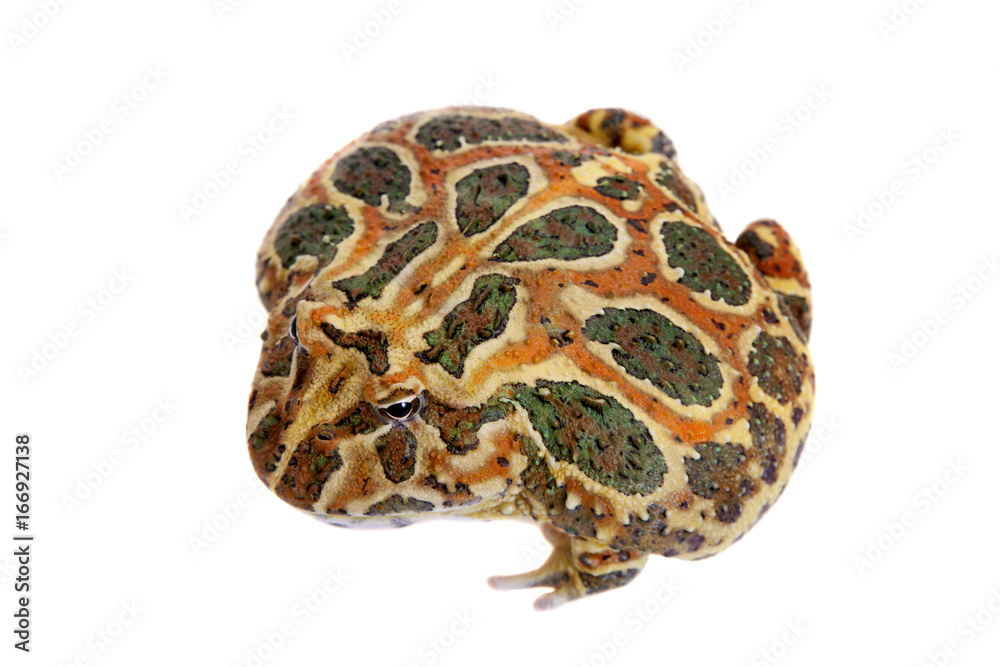 Cranwell's horned frog isolated on white Cranwell's horned frog isolated on white