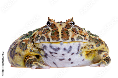 Cranwell's horned frog isolated on white photo