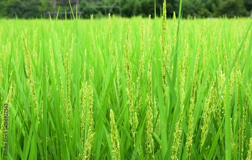 稲の花、出穂のクローズアップ photo