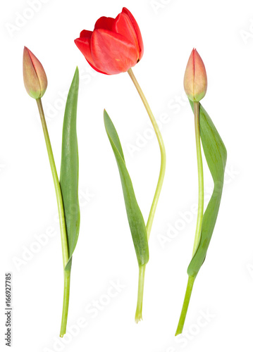 Isolated single tulip flowers on white background. 