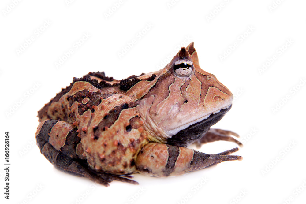 The Surinam horned frog isolated on white