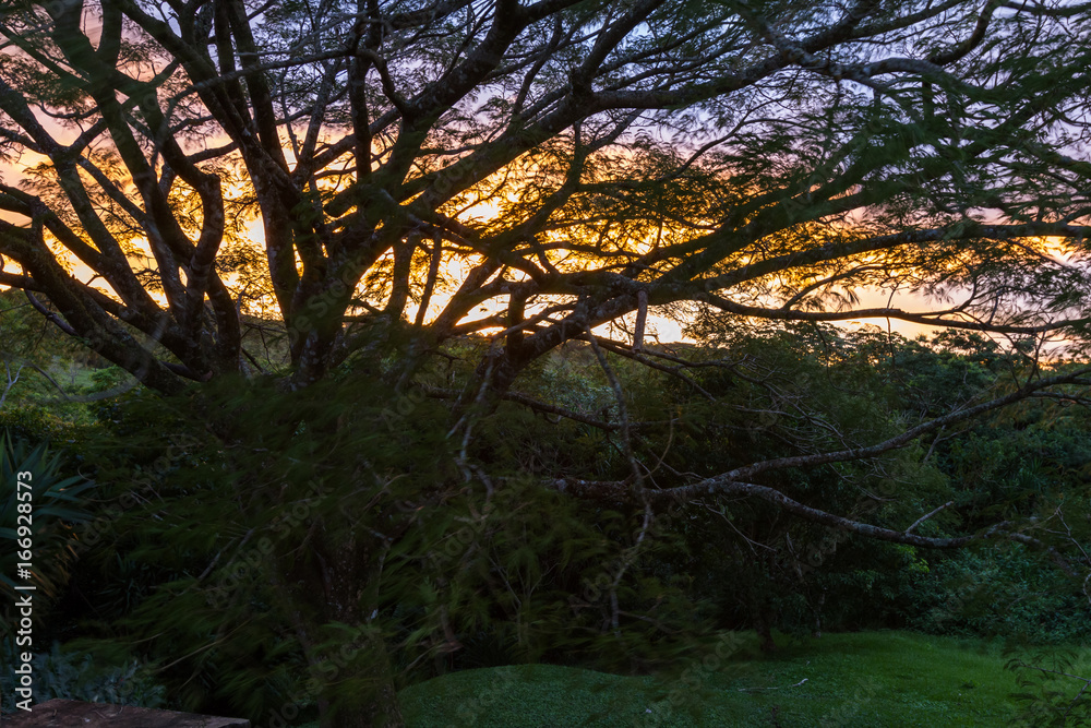 sunset thru the trees sunset thru the trees
