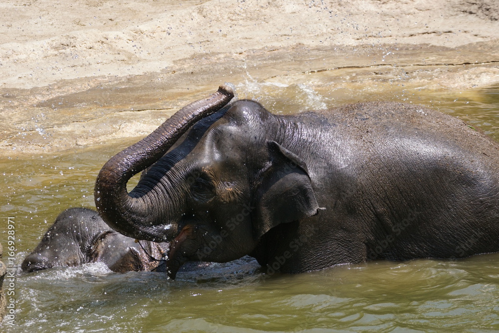 Fototapeta premium アジアゾウ