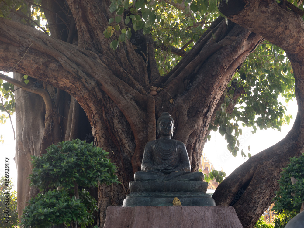 Buddha Sitting Under Tree