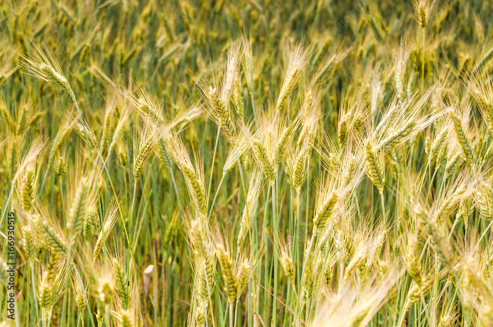 The rye crop on the field The rye crop on the field
