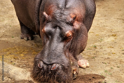 Flusspferd. Nilpferd. Hippo. Hippopotamus. photo