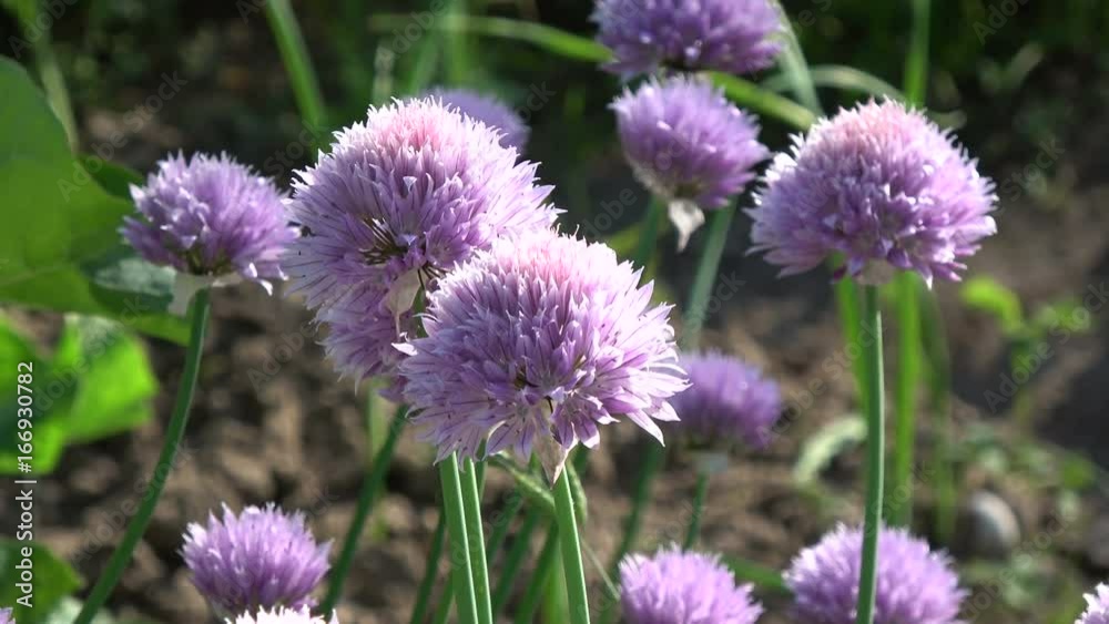 Blossoming summer onions flowers background in wind
Blossoming summer onions flowers background in wind