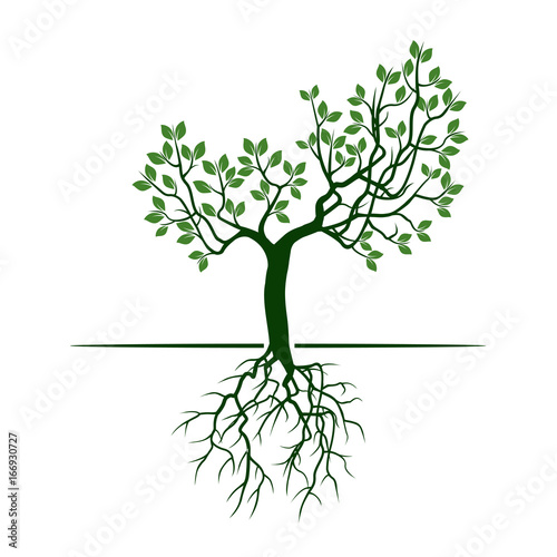 Green Tree with Leaves and Roots. Vector Illustration.