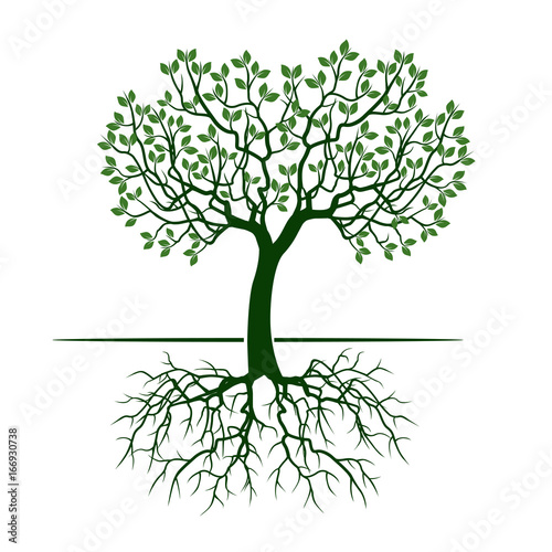 Green Tree with Leaves and Roots. Vector Illustration.