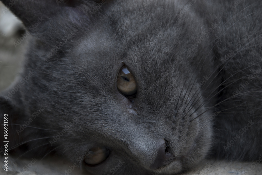 gattino grigio , certosino 