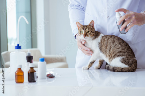 Cat visiting vet for regular checkup © Elnur