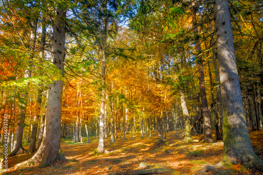 Autumn forest scenery with rays of sun on foliage and a footpath