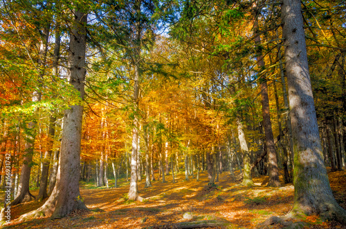 Autumn forest scenery with rays of sun on foliage and a footpath