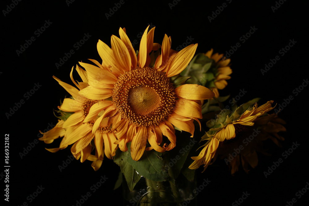 Naklejka premium Sunflower bouquet closeup macro shot lit in studio with lights
