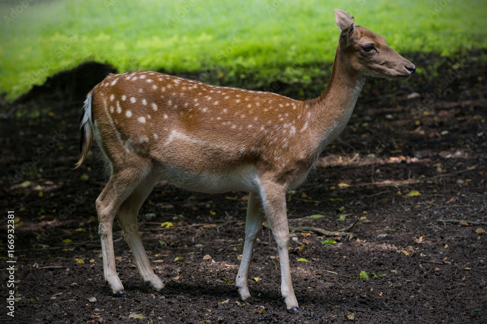 red deer red deer