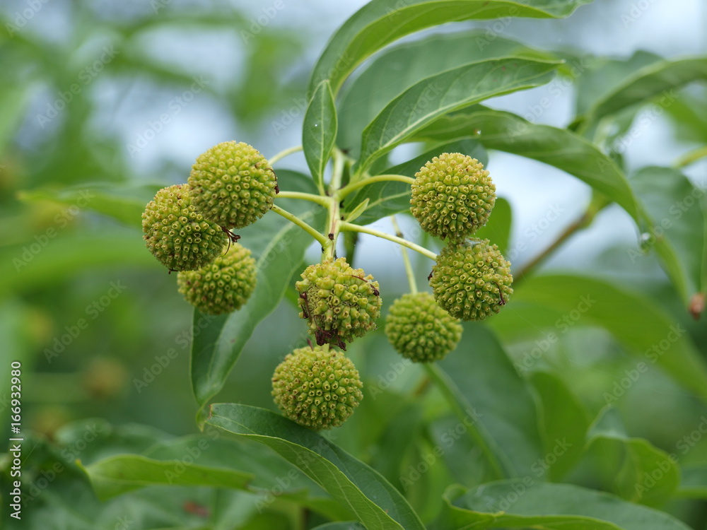 A showing of fall-like seed pods are beginning to show up all around the lakeshore. A showing of fall-like seed pods are beginning to show up all around the lakeshore.