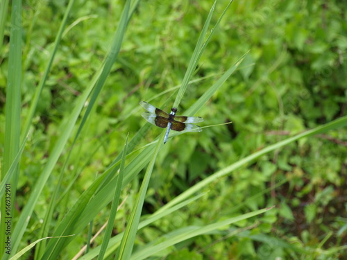 Dragonfly on Reed Stem