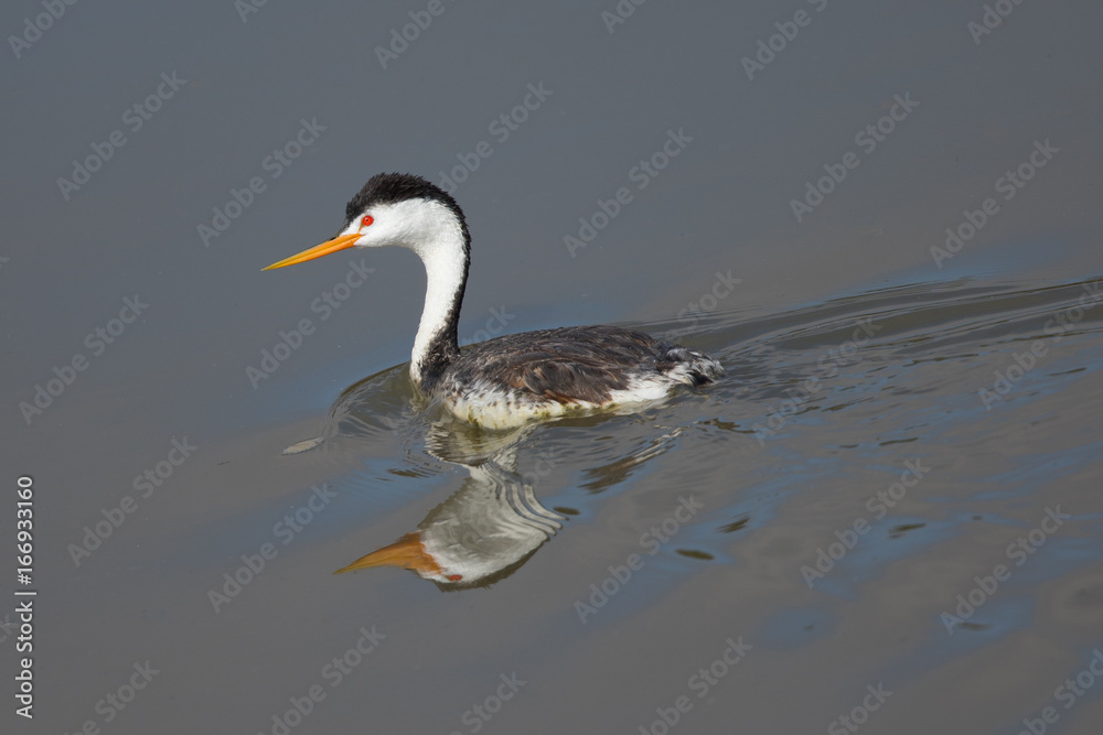 Western grebe, seen in a North California marsh Western grebe, seen in a North California marsh