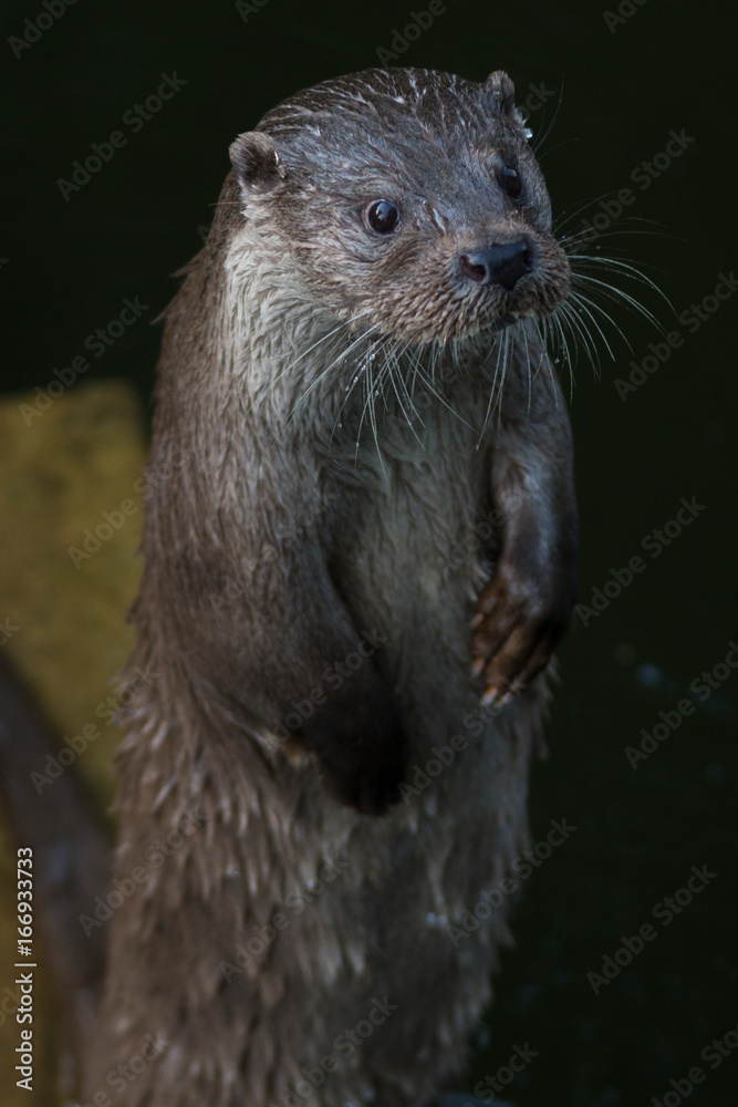 otter otter
