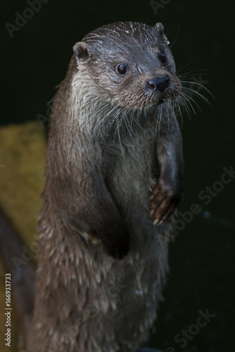 otter © Alexander