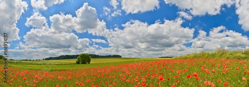 Poppy field panorama