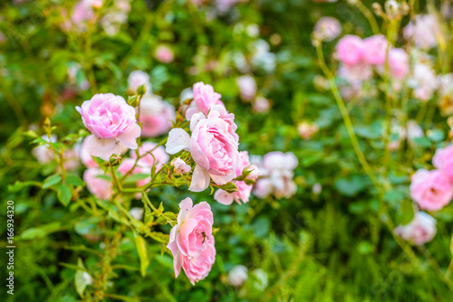 Bush of pink roses