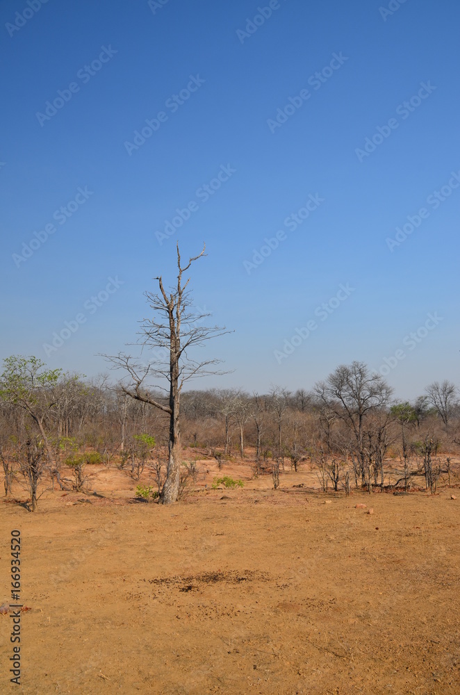The African landscape. Zimbabwe.