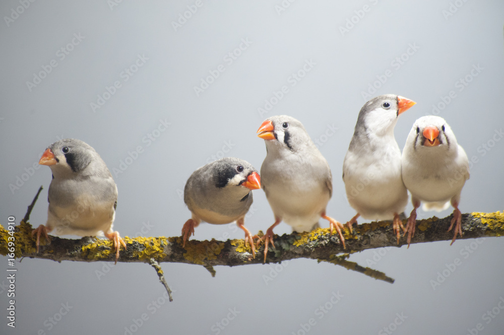 Zebra Finch flock perched on a branch. Zebra Finch flock perched on a branch.