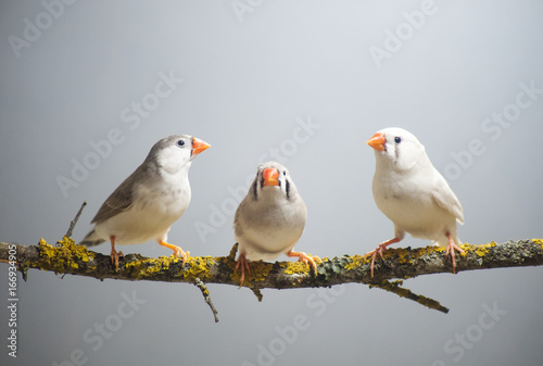 Flock of Zebra Finches perched on a branch. Blue, clear background.  © natian