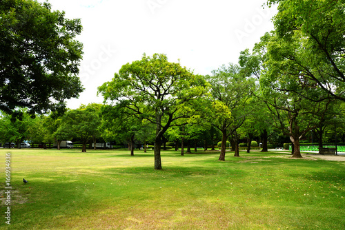 公園の木