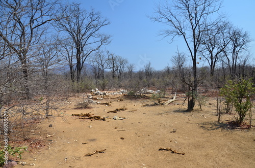 The African landscape. Zimbabwe.