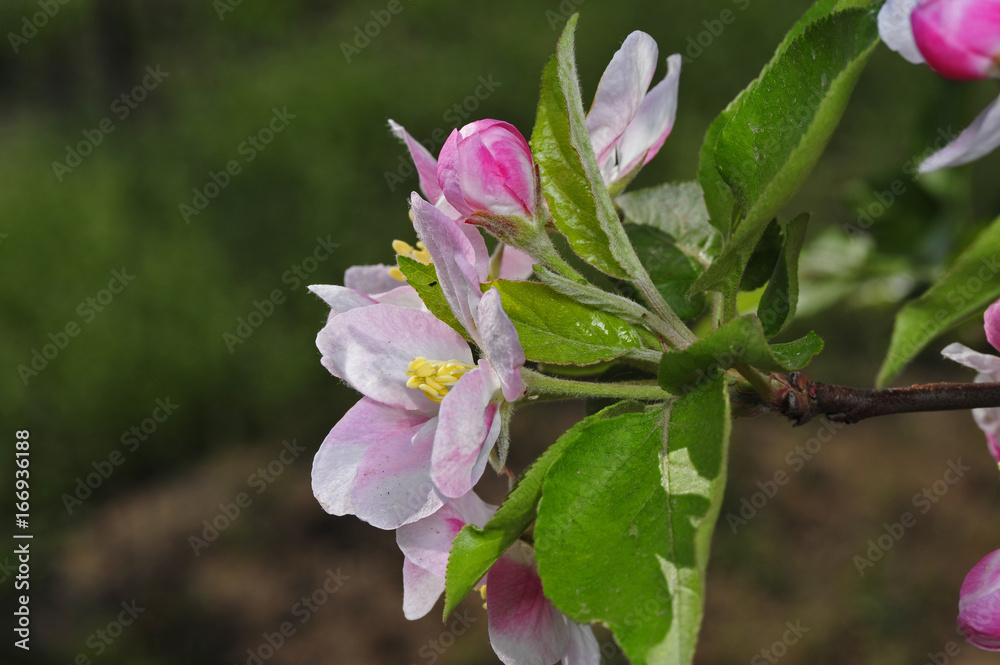 Obraz premium Chinese flowering crab-apple blooming