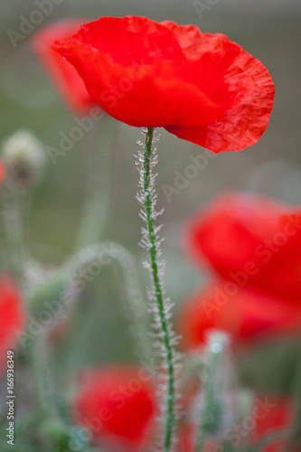 Red Poppy