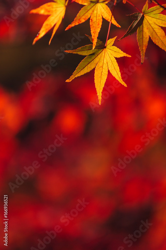 Red and Yellow Autumn Japanese Maple Leaves