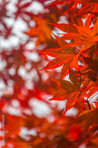 Red Autumn Japanese Maple Leaves