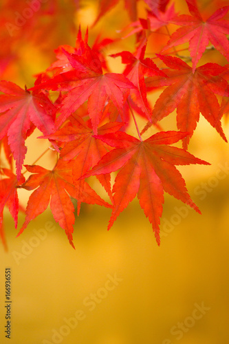 Red and Yellow Autumn Japanese Maple Leaves