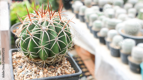 Canvas Print cactus in the flowerpot