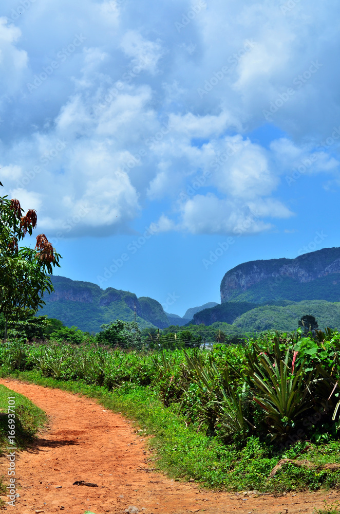 Obraz premium hide way