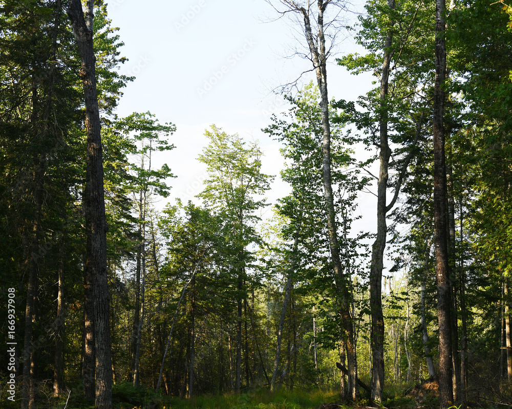 Obraz premium Late Summer