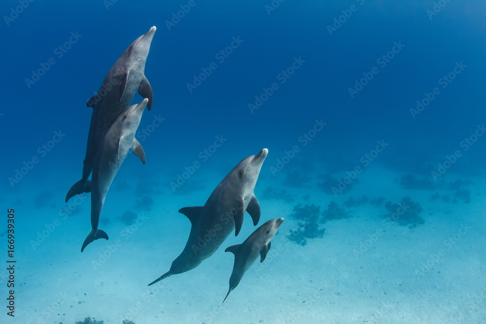 Φωτογραφία A dolphins family pod of four animals with baby dolphin that staying close with its mom  underwater